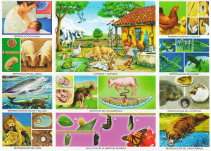 Monografia Animales Oviparos Y Viviparos